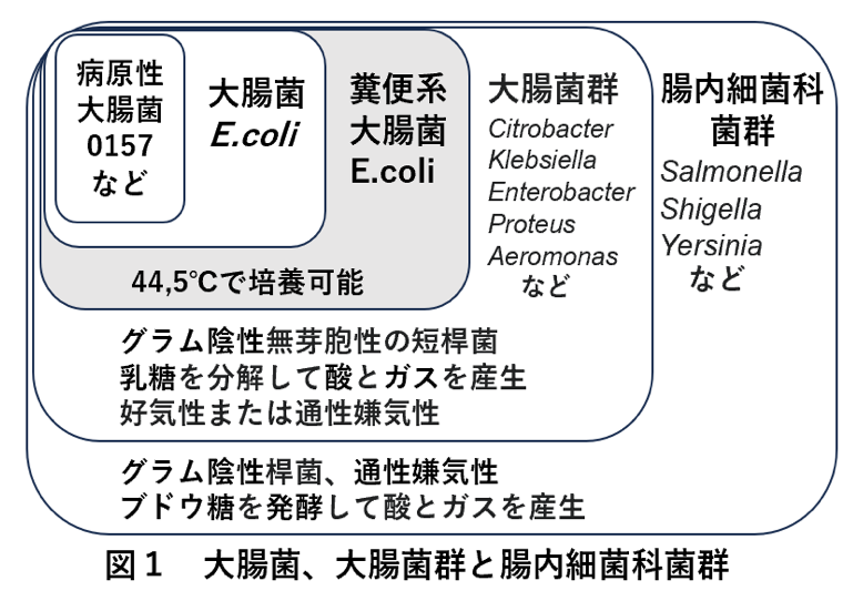 図1：大腸菌、大腸菌群と腸内細菌科菌軍