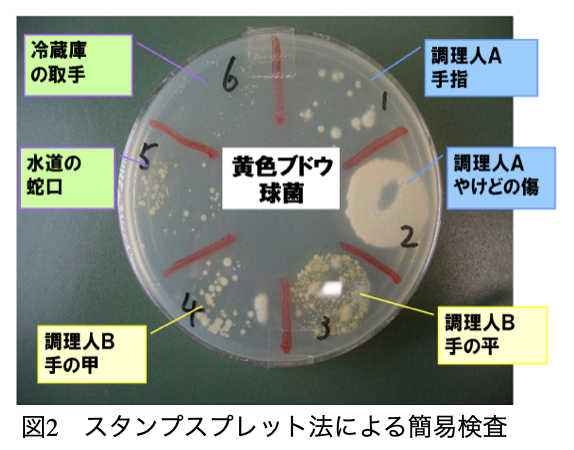 図2：スタンプスプレッド法による簡易検査